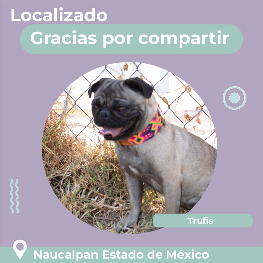 Perrito localizado Trufis