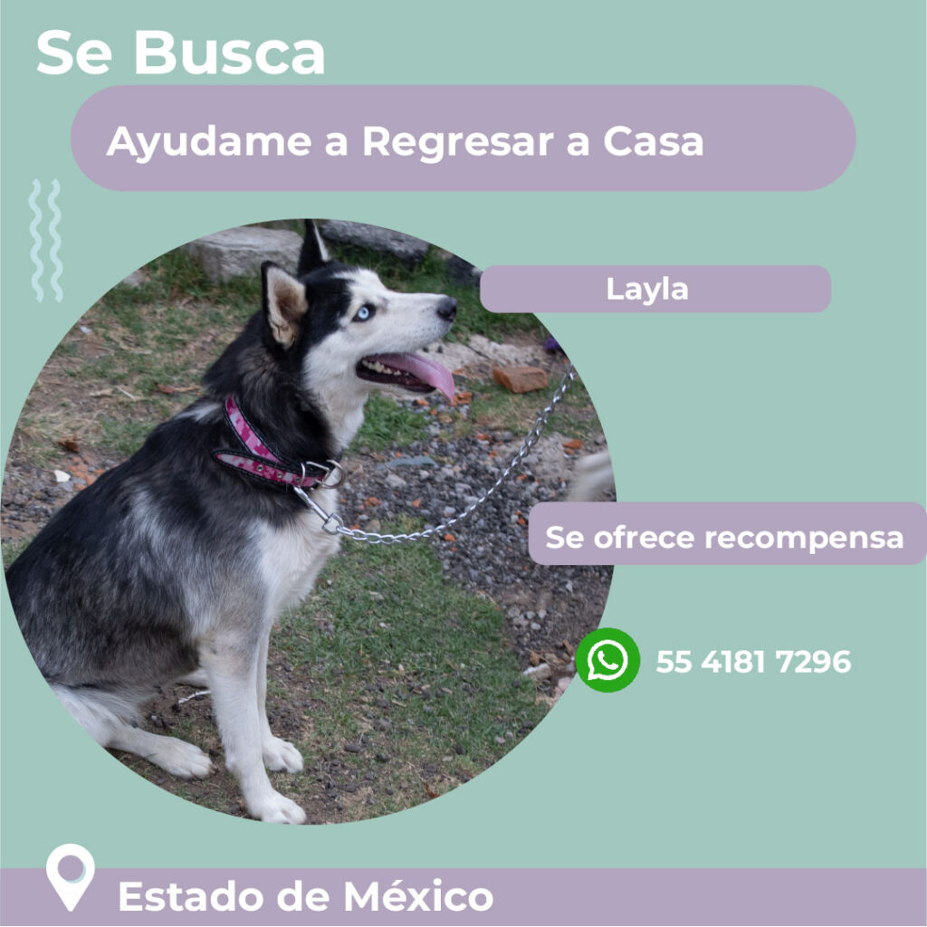 perdido-layla_PERDIDOS